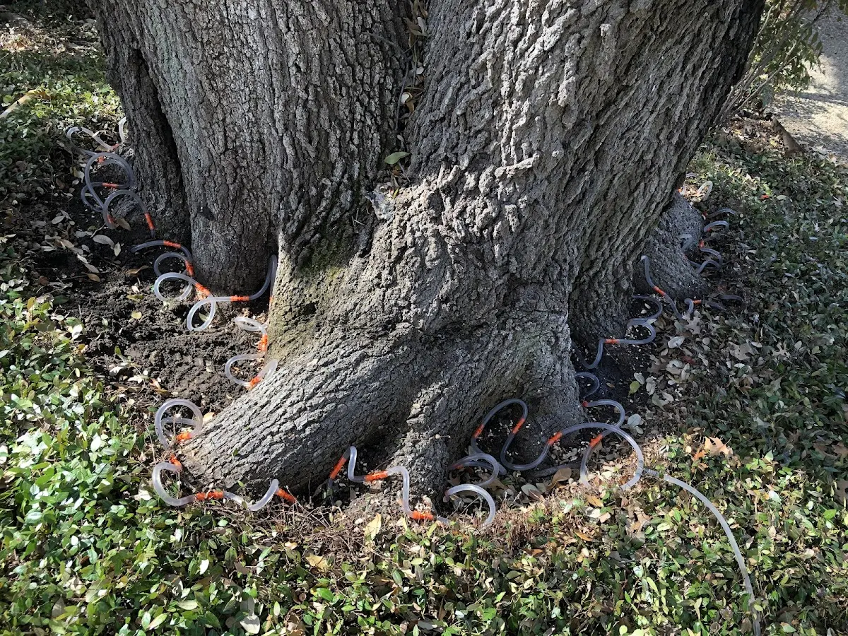 Detailed Tree Cabling and Bracing job site in Jonesborough