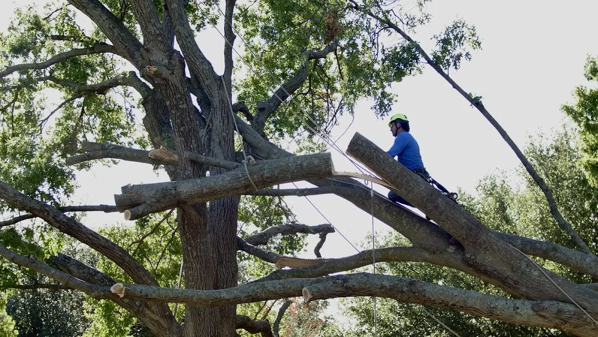 Professional Crown Thinning performed by certified arborists in Jonesborough