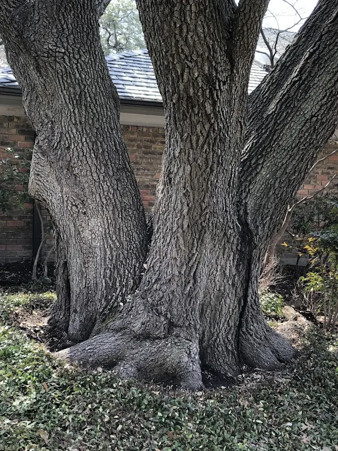 Mature heritage tree close to a Jonesborough property cared for by certified arborists